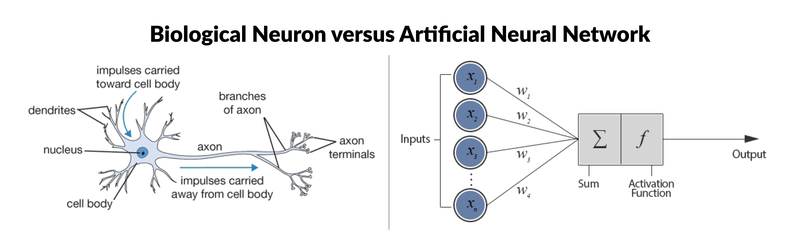 Biological vs Artificial Neural Network